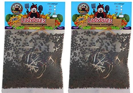 3000 Live Ladybugs - (2 X 1500 Live Ladybugs) - Guaranteed Live Delivery!