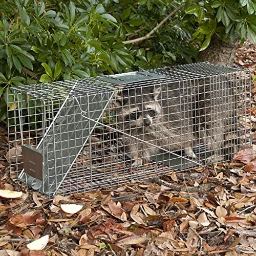 Havahart 1079SR Large 1-Door Humane Catch and Release Live Animal Trap for Raccoons  Cats  Bobcats  Beavers  Small Dogs  Groundhogs  Opossums  Foxes  Armadillos  and Similar-Sized Animals
