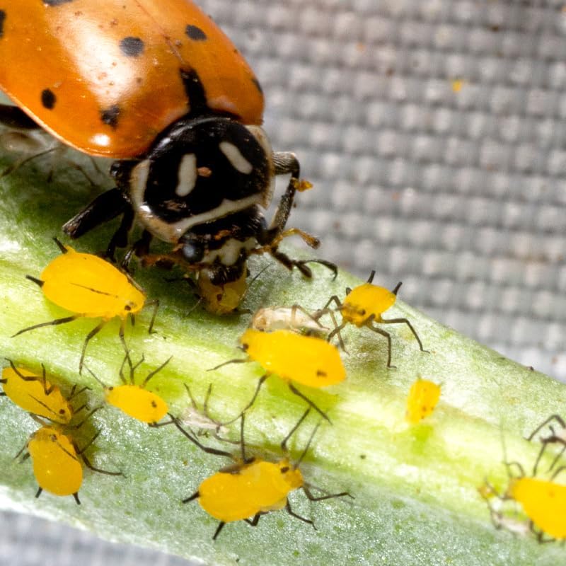 NaturesGoodGuys 1500 Live Ladybugs - Good Bugs- Ladybugs - Guaranteed Live Delivery!