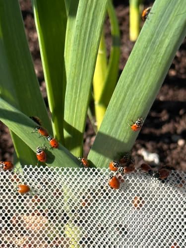 NaturesGoodGuys 1500 Live Ladybugs - Good Bugs- Ladybugs - Guaranteed Live Delivery!