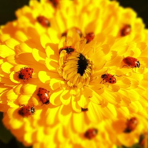 NaturesGoodGuys 1500 Live Ladybugs - Good Bugs- Ladybugs - Guaranteed Live Delivery!