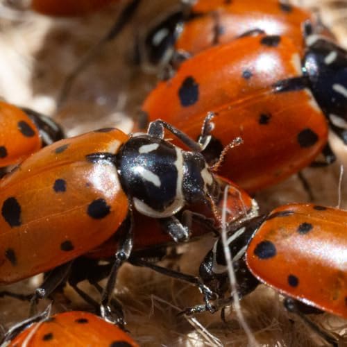 NaturesGoodGuys 1500 Live Ladybugs – Good Bugs- Ladybugs – Guaranteed Live Delivery!