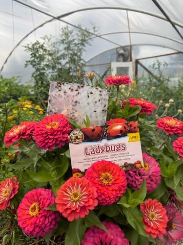 NaturesGoodGuys 1500 Live Ladybugs - Good Bugs- Ladybugs - Guaranteed Live Delivery!