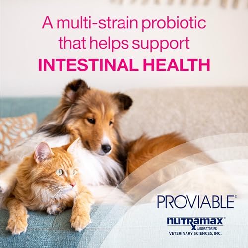 Proviable Digestive Health Supplement Multi-Strain Probiotics and Prebiotics for Cats and Dogs - with 7 Strains of Bacteria  80 Capsules