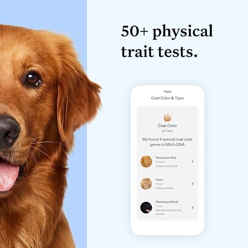 Wisdom Panel Essential Dog DNA Kit: Most Accurate Test for 365+ Breeds  30 Genetic Health Conditions  50+ Traits  Relatives  Ancestry - 1 Pack